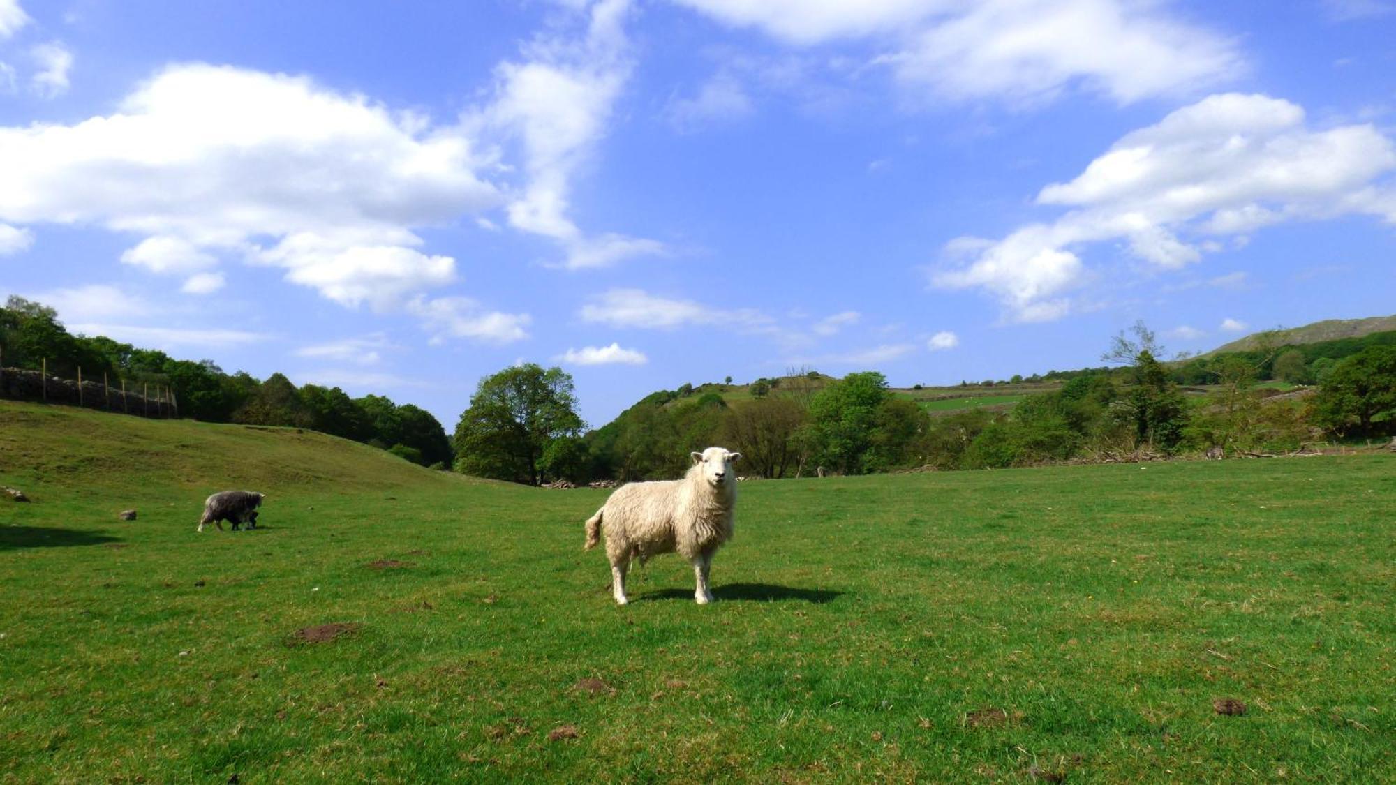 Renovated 5 Bedroom Farmhouse In Picturesque Eskdale, Lake District Exterior foto